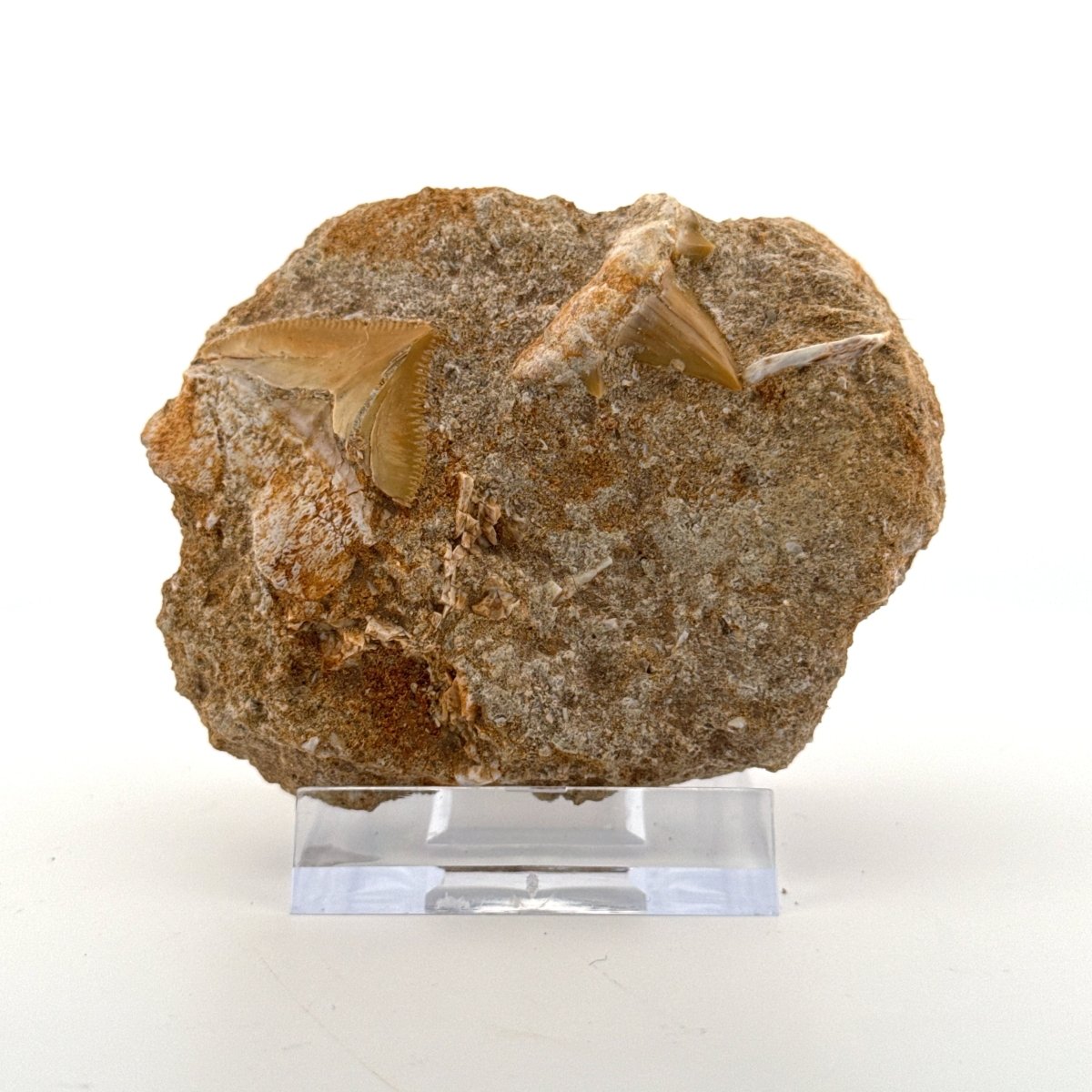 Cretolamna and Squalicorax pristodontus Shark Tooth on Matrix from Cretaceous, Morocco - FossilsAndMore