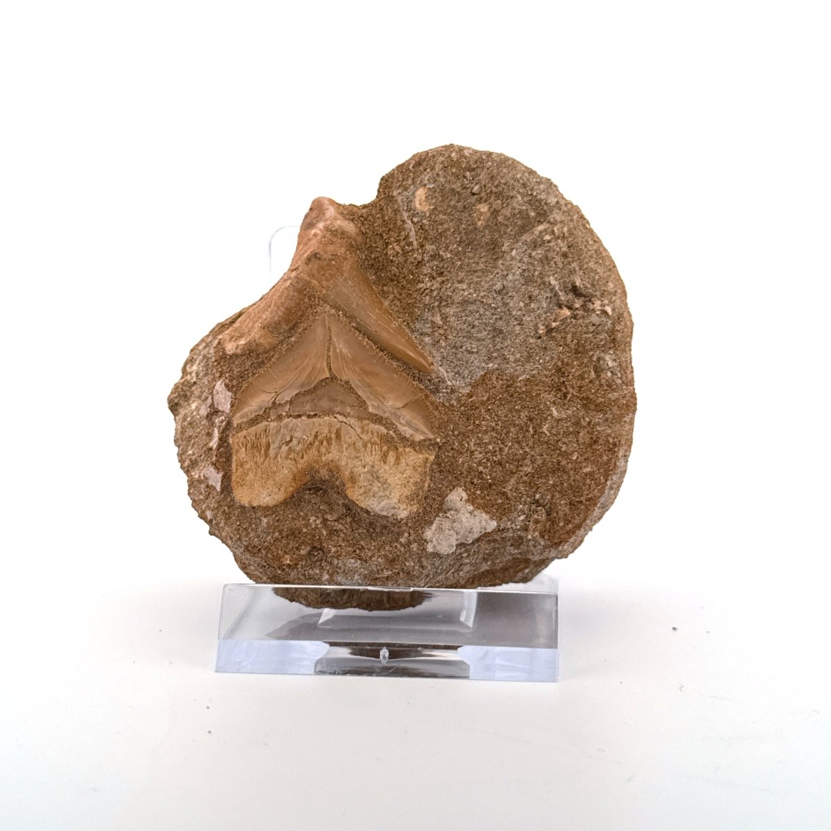 Cretolamna and Squalicorax pristodontus Shark Tooth on Matrix from Cretaceous, Morocco - FossilsAndMore