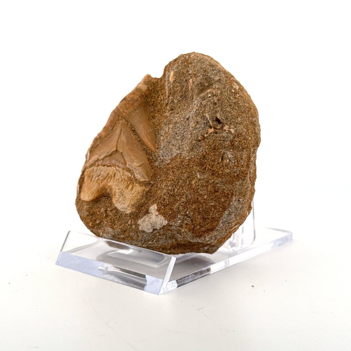 Cretolamna and Squalicorax pristodontus Shark Tooth on Matrix from Cretaceous, Morocco - FossilsAndMore