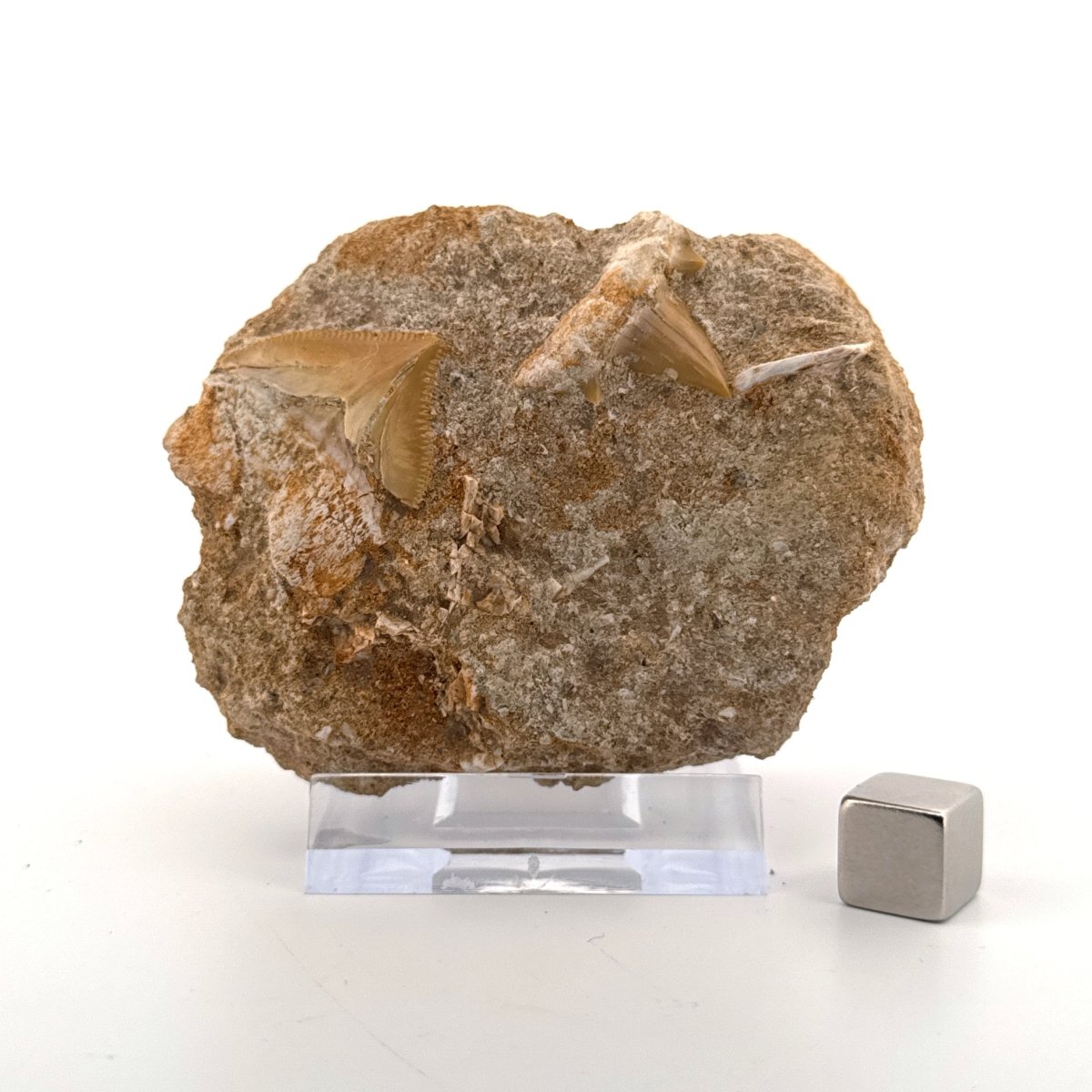 Cretolamna and Squalicorax pristodontus Shark Tooth on Matrix from Cretaceous, Morocco - FossilsAndMore