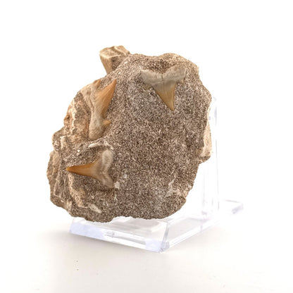 Cretolamna Shark Teeth and Rhombodus species Ray Teeth on Matrix from Cretaceous, Morocco - FossilsAndMore