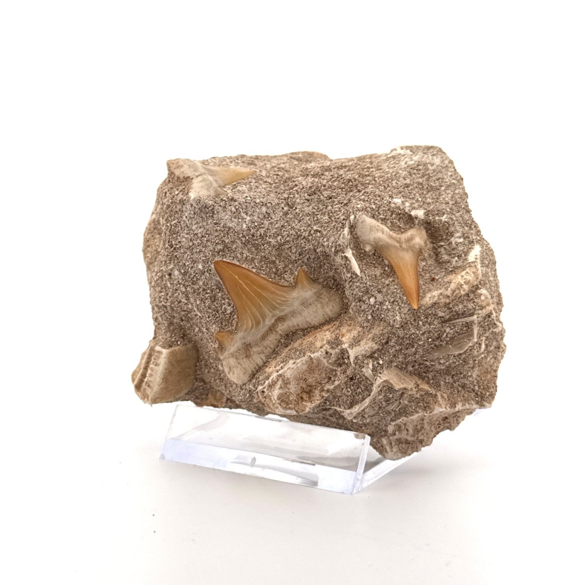 Cretolamna Shark Teeth and Rhombodus species Ray Teeth on Matrix from Cretaceous, Morocco - FossilsAndMore