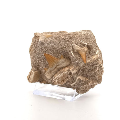 Cretolamna Shark Teeth and Rhombodus species Ray Teeth on Matrix from Cretaceous, Morocco - FossilsAndMore