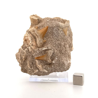 Cretolamna Shark Teeth and Rhombodus species Ray Teeth on Matrix from Cretaceous, Morocco - FossilsAndMore