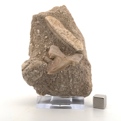 Cretolamna Shark tooth and Myliobatis Dixoni Ray Teeth on Matrix from Cretaceous, Morocco (Copy) - FossilsAndMore