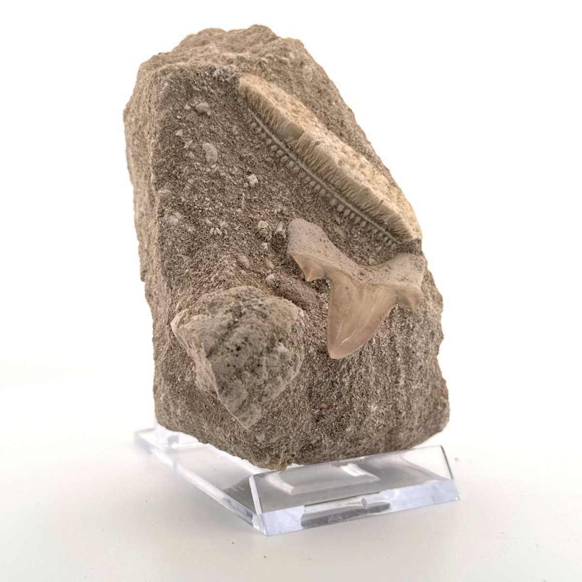 Cretolamna Shark tooth and Myliobatis Dixoni Ray Teeth on Matrix from Cretaceous, Morocco (Copy) - FossilsAndMore