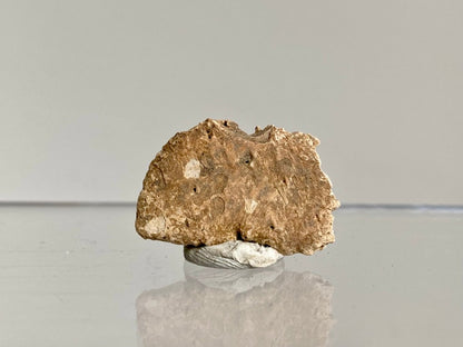 Crocodile Dermal Scute (0.99") - Cretaceous, Hell Creek Formation, USA - FossilsAndMore