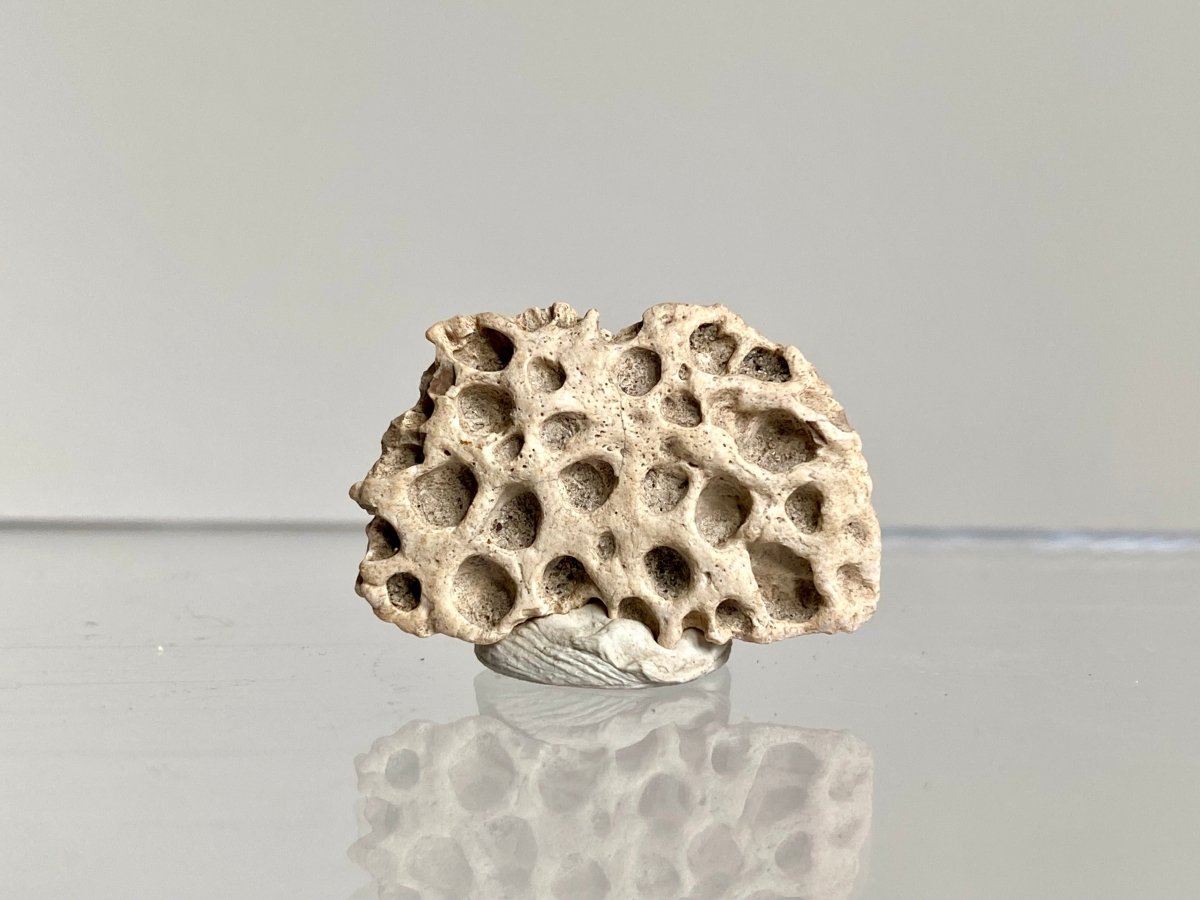 Crocodile Dermal Scute (0.99") - Cretaceous, Hell Creek Formation, USA - FossilsAndMore