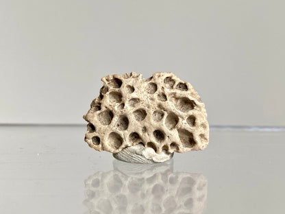 Crocodile Dermal Scute (0.99") - Cretaceous, Hell Creek Formation, USA - FossilsAndMore