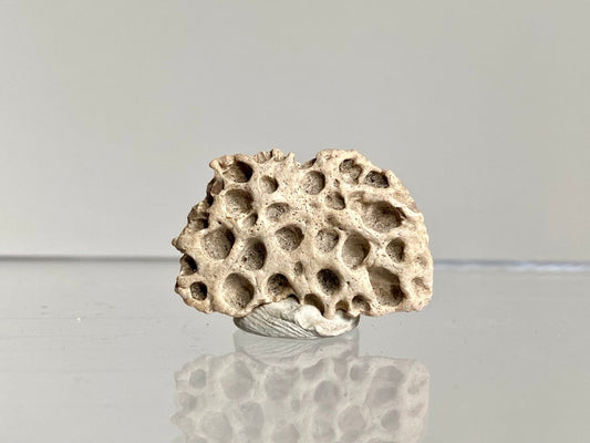 Crocodile Dermal Scute (0.99") - Cretaceous, Hell Creek Formation, USA - FossilsAndMore