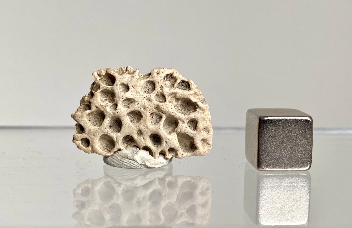 Crocodile Dermal Scute (0.99") - Cretaceous, Hell Creek Formation, USA - FossilsAndMore