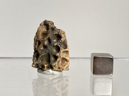 Crocodile Dermal Scute (1.10") - Cretaceous, Hell Creek Formation, USA - FossilsAndMore