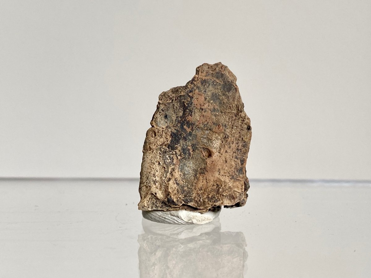 Crocodile Dermal Scute (1.10") - Cretaceous, Hell Creek Formation, USA - FossilsAndMore