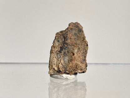 Crocodile Dermal Scute (1.10") - Cretaceous, Hell Creek Formation, USA - FossilsAndMore