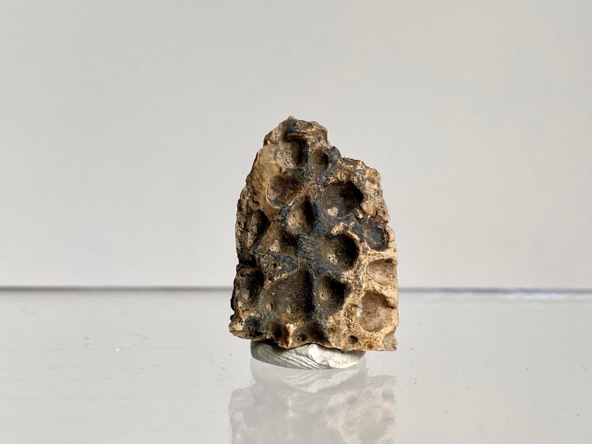 Crocodile Dermal Scute (1.10") - Cretaceous, Hell Creek Formation, USA - FossilsAndMore