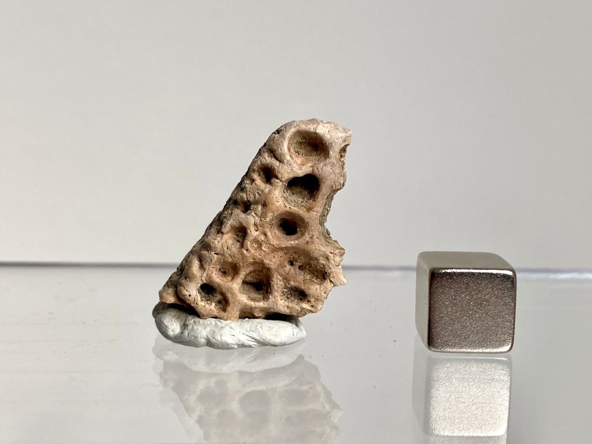 Crocodile Dermal Scute (1.14") - Cretaceous, Hell Creek Formation, USA - FossilsAndMore