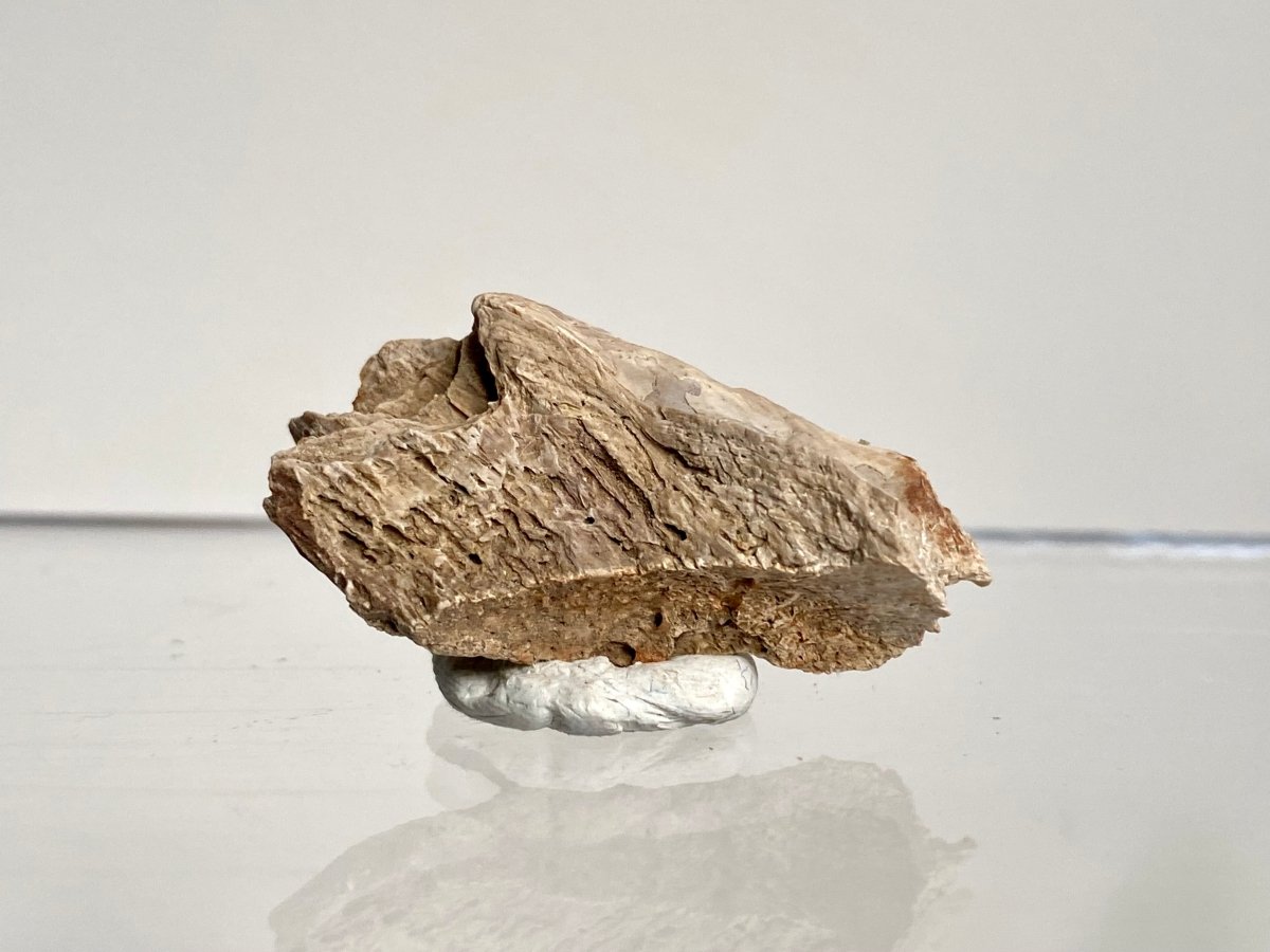 Crocodile Dermal Scute (1.38") - Cretaceous, Hell Creek Formation, USA - FossilsAndMore