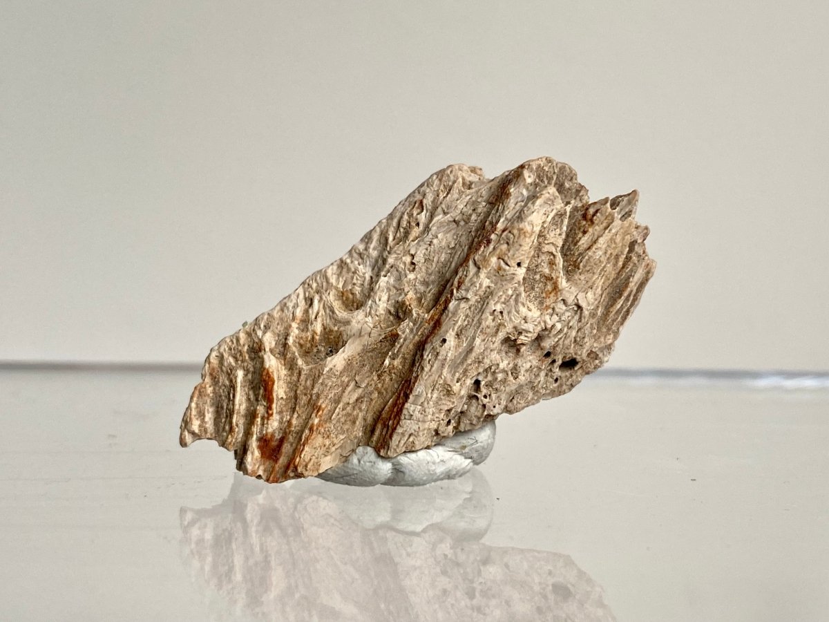 Crocodile Dermal Scute (1.38") - Cretaceous, Hell Creek Formation, USA - FossilsAndMore