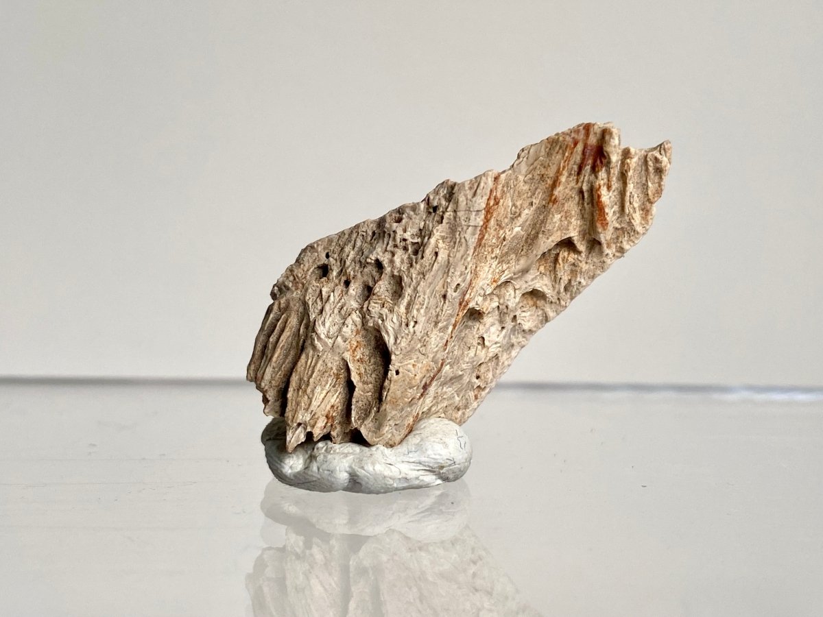 Crocodile Dermal Scute (1.38") - Cretaceous, Hell Creek Formation, USA - FossilsAndMore