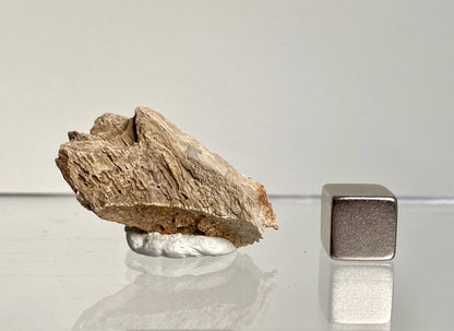 Crocodile Dermal Scute (1.38") - Cretaceous, Hell Creek Formation, USA - FossilsAndMore