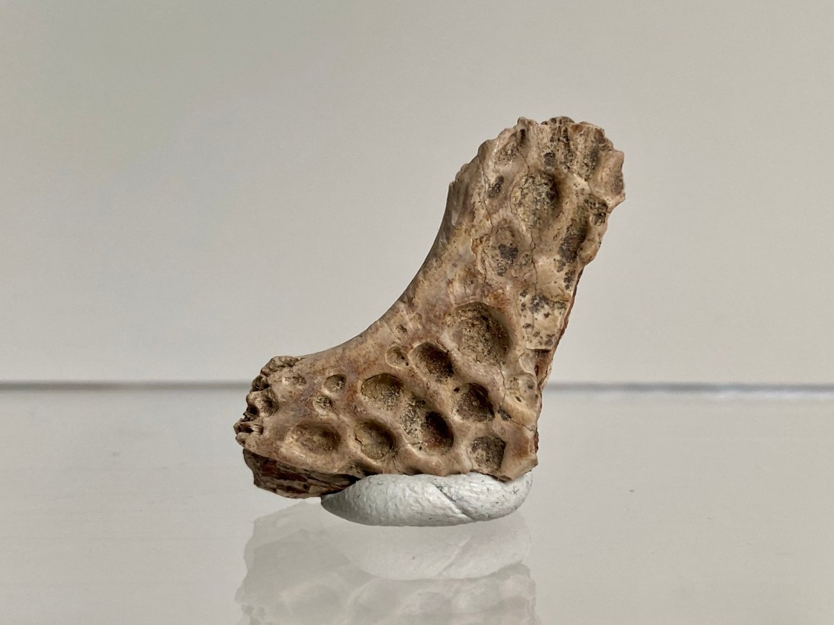 Crocodile Dermal Scute (1.43") - Cretaceous, Hell Creek Formation, USA - FossilsAndMore