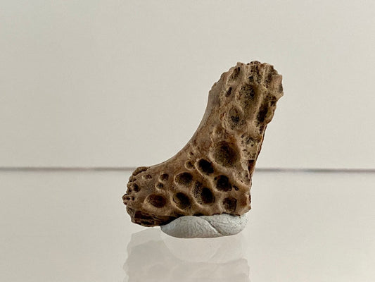 Crocodile Dermal Scute (1.43") - Cretaceous, Hell Creek Formation, USA - FossilsAndMore