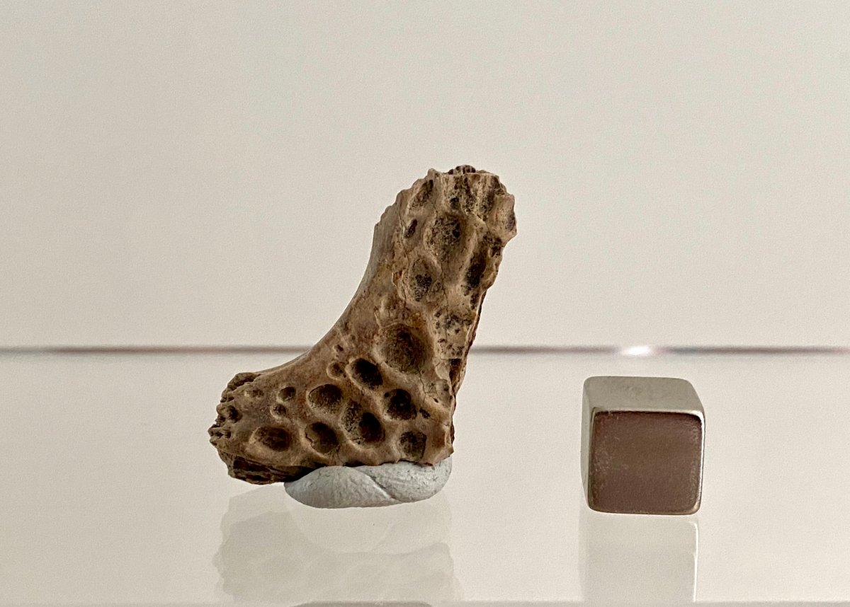 Crocodile Dermal Scute (1.43") - Cretaceous, Hell Creek Formation, USA - FossilsAndMore