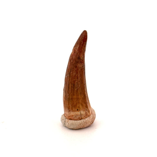 Crocodile species Fossil tooth from Morocco (1.11") - FossilsAndMore