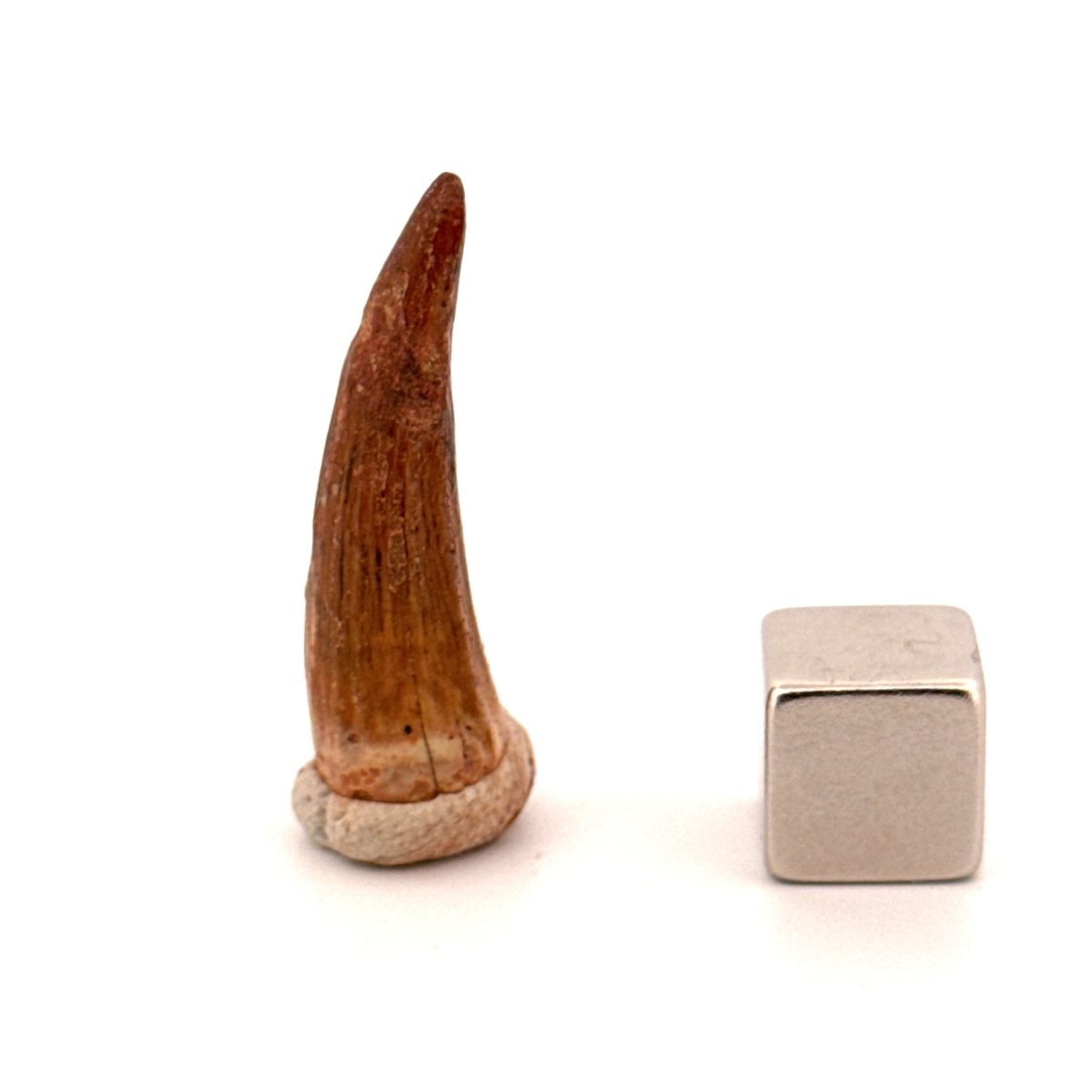 Crocodile species Fossil tooth from Morocco (1.11") - FossilsAndMore