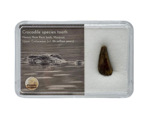 Crocodile Species Tooth from Kem Kem Beds, Morocco in Gift Box - FossilsAndMore