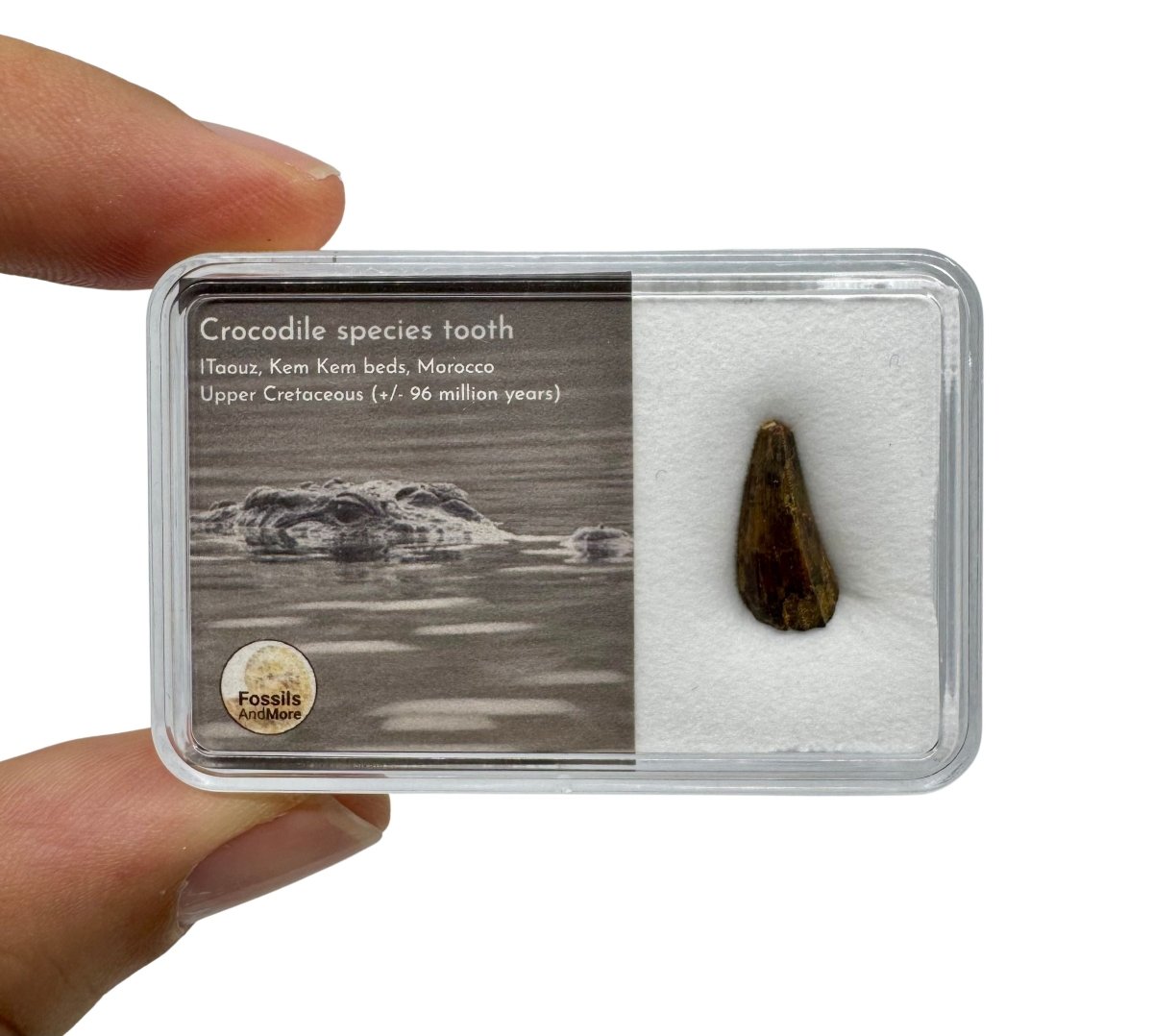 Crocodile Species Tooth from Kem Kem Beds, Morocco in Gift Box - FossilsAndMore
