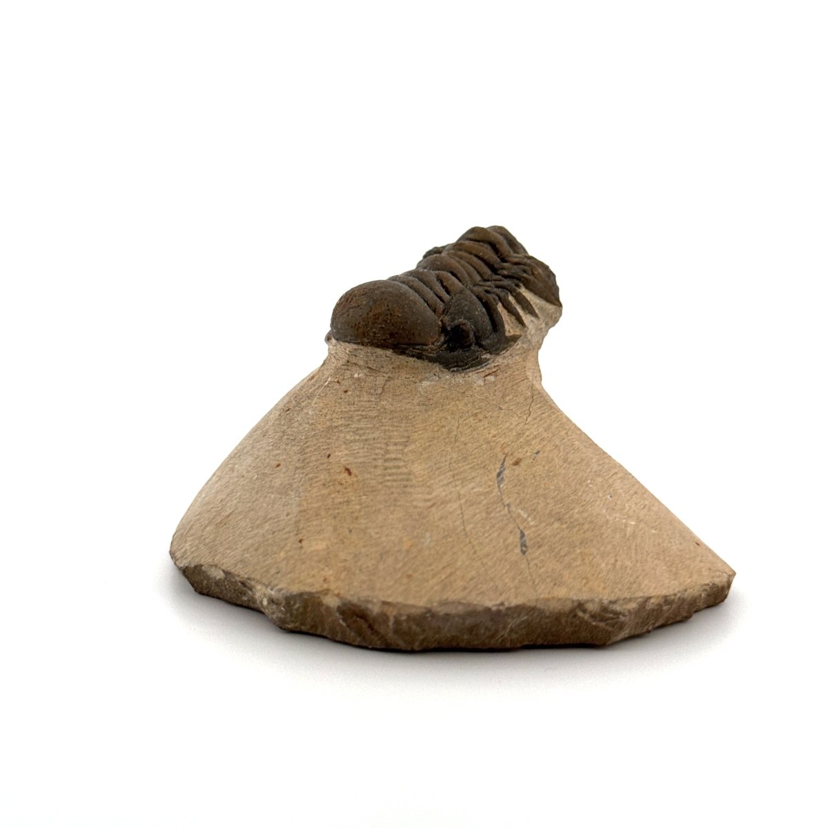 Crotalocephalus Gibbus Trilobite Fossil (2.42") - Devonian Period, Morocco - FossilsAndMore