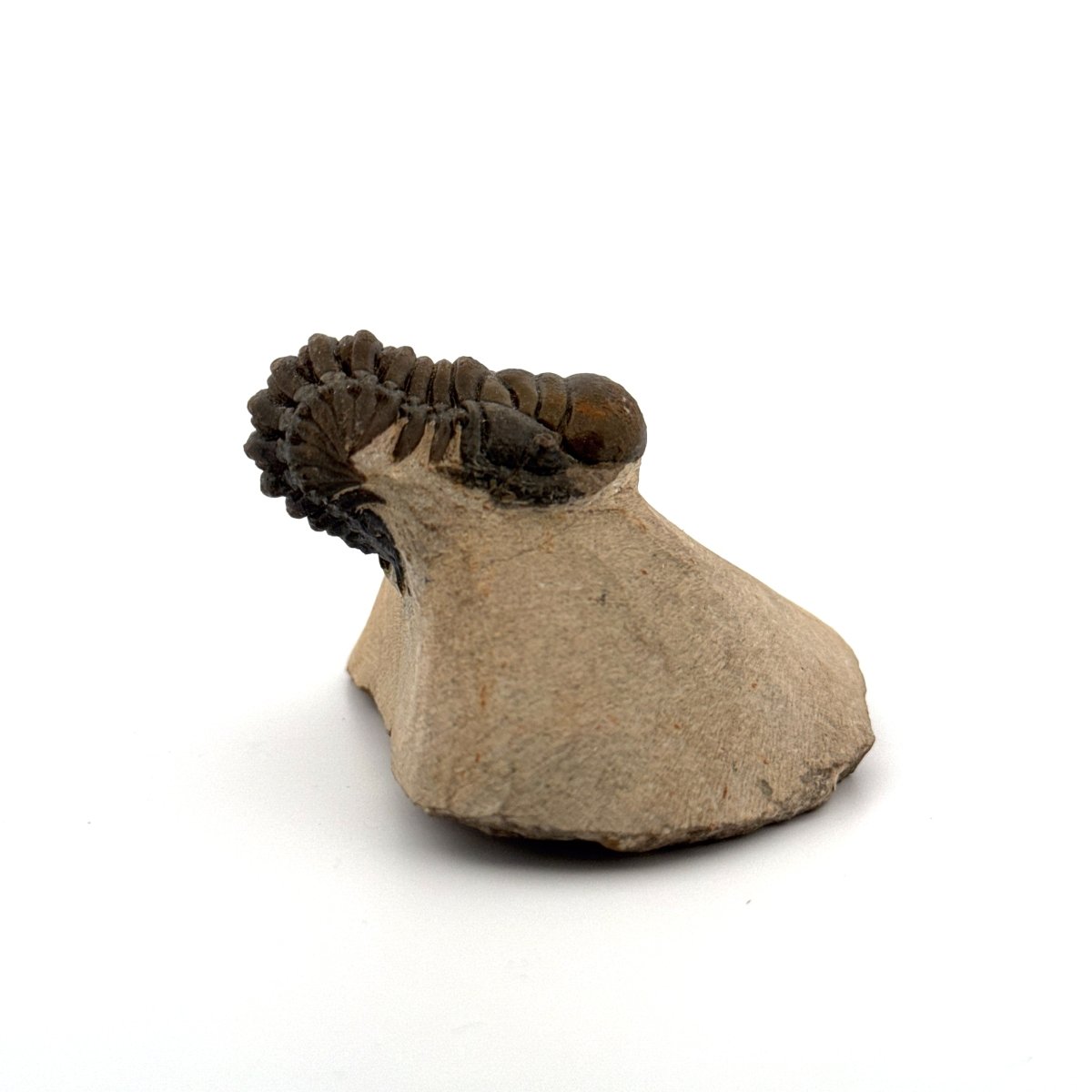 Crotalocephalus Gibbus Trilobite Fossil (2.42") - Devonian Period, Morocco - FossilsAndMore