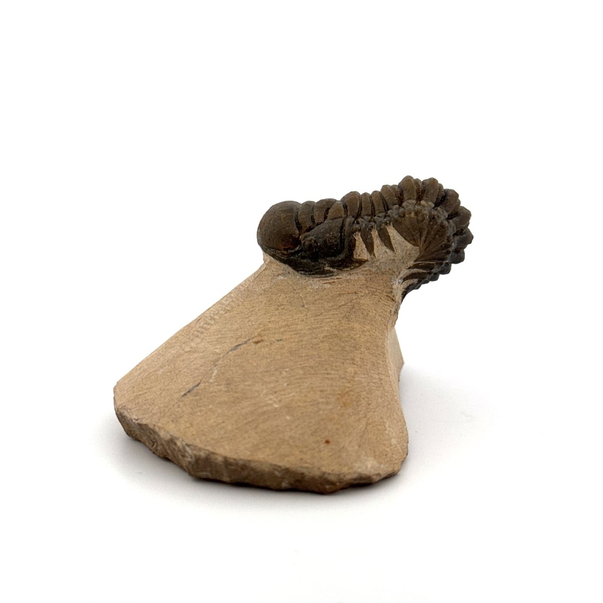 Crotalocephalus Gibbus Trilobite Fossil (2.42") - Devonian Period, Morocco - FossilsAndMore