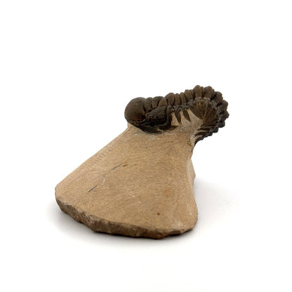 Crotalocephalus Gibbus Trilobite Fossil (2.42") - Devonian Period, Morocco - FossilsAndMore