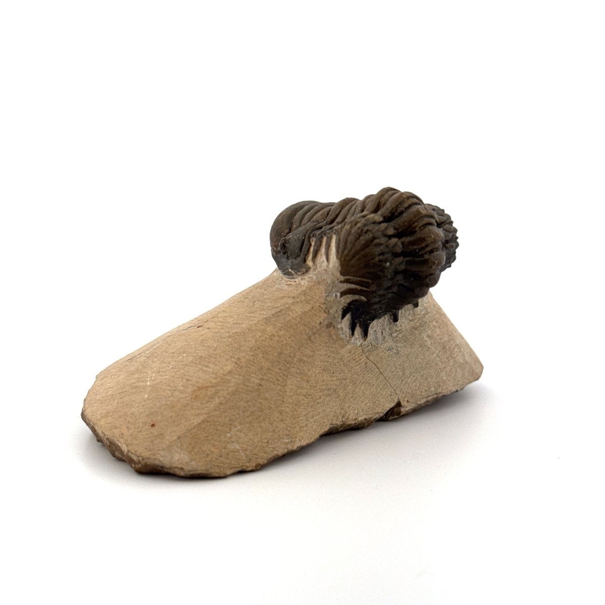 Crotalocephalus Gibbus Trilobite Fossil (2.42") - Devonian Period, Morocco - FossilsAndMore