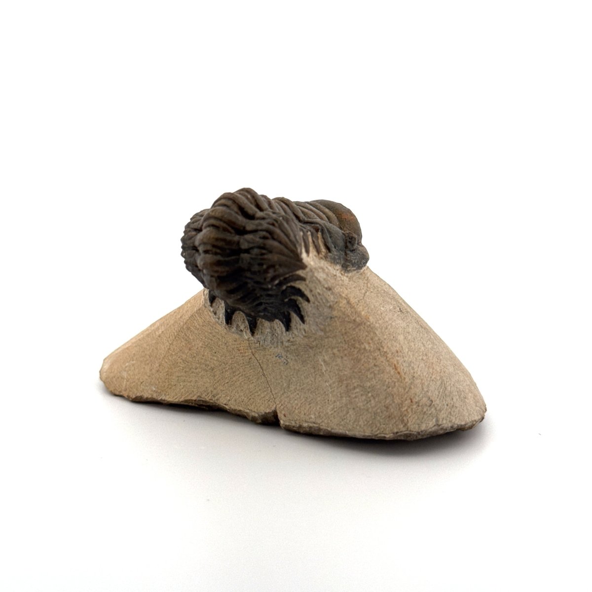 Crotalocephalus Gibbus Trilobite Fossil (2.42") - Devonian Period, Morocco - FossilsAndMore