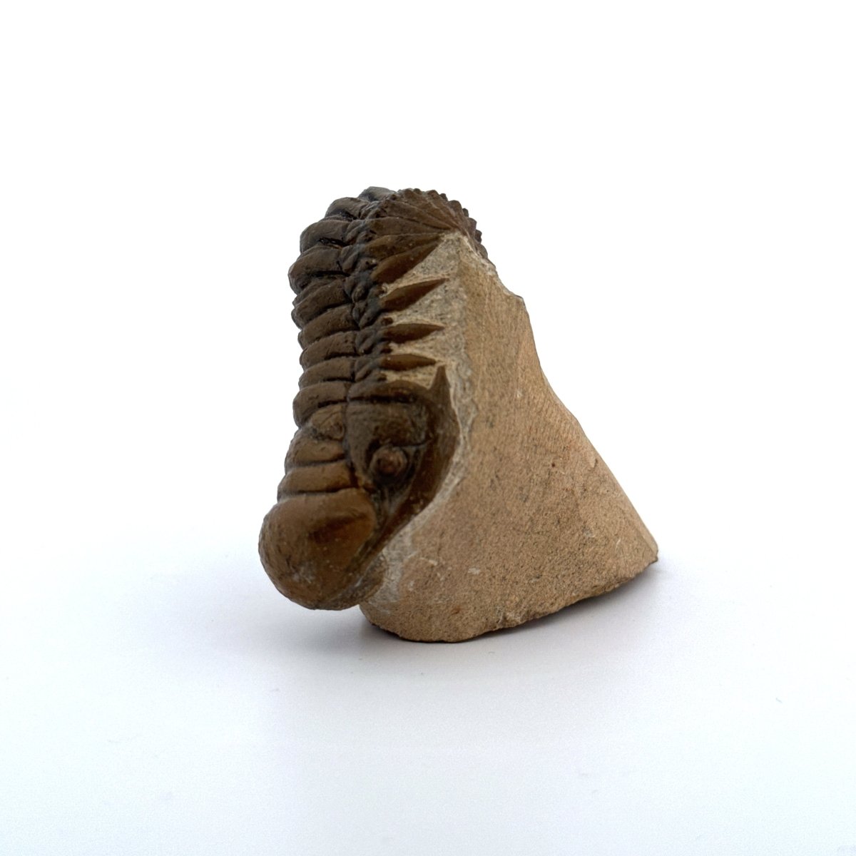 Crotalocephalus Gibbus Trilobite Fossil (3.08") - Devonian Period, Morocco - FossilsAndMore