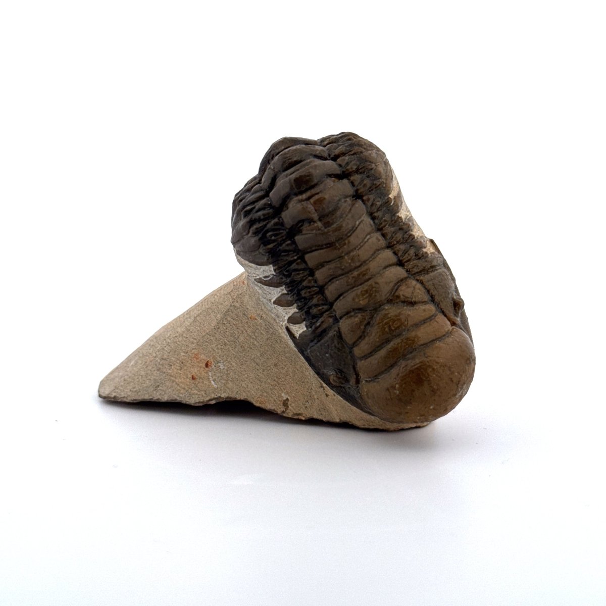 Crotalocephalus Gibbus Trilobite Fossil (3.08") - Devonian Period, Morocco - FossilsAndMore