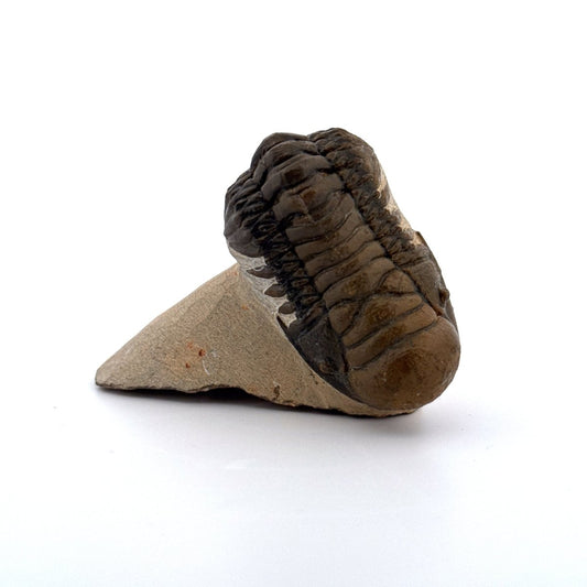 Crotalocephalus Gibbus Trilobite Fossil (3.08") - Devonian Period, Morocco - FossilsAndMore