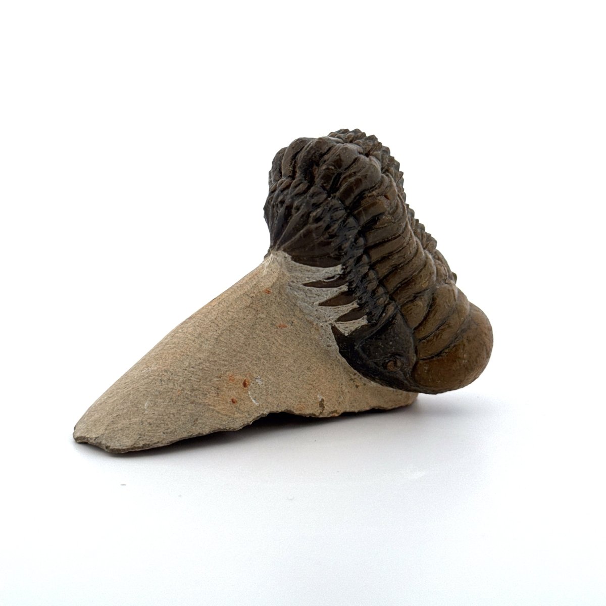 Crotalocephalus Gibbus Trilobite Fossil (3.08") - Devonian Period, Morocco - FossilsAndMore