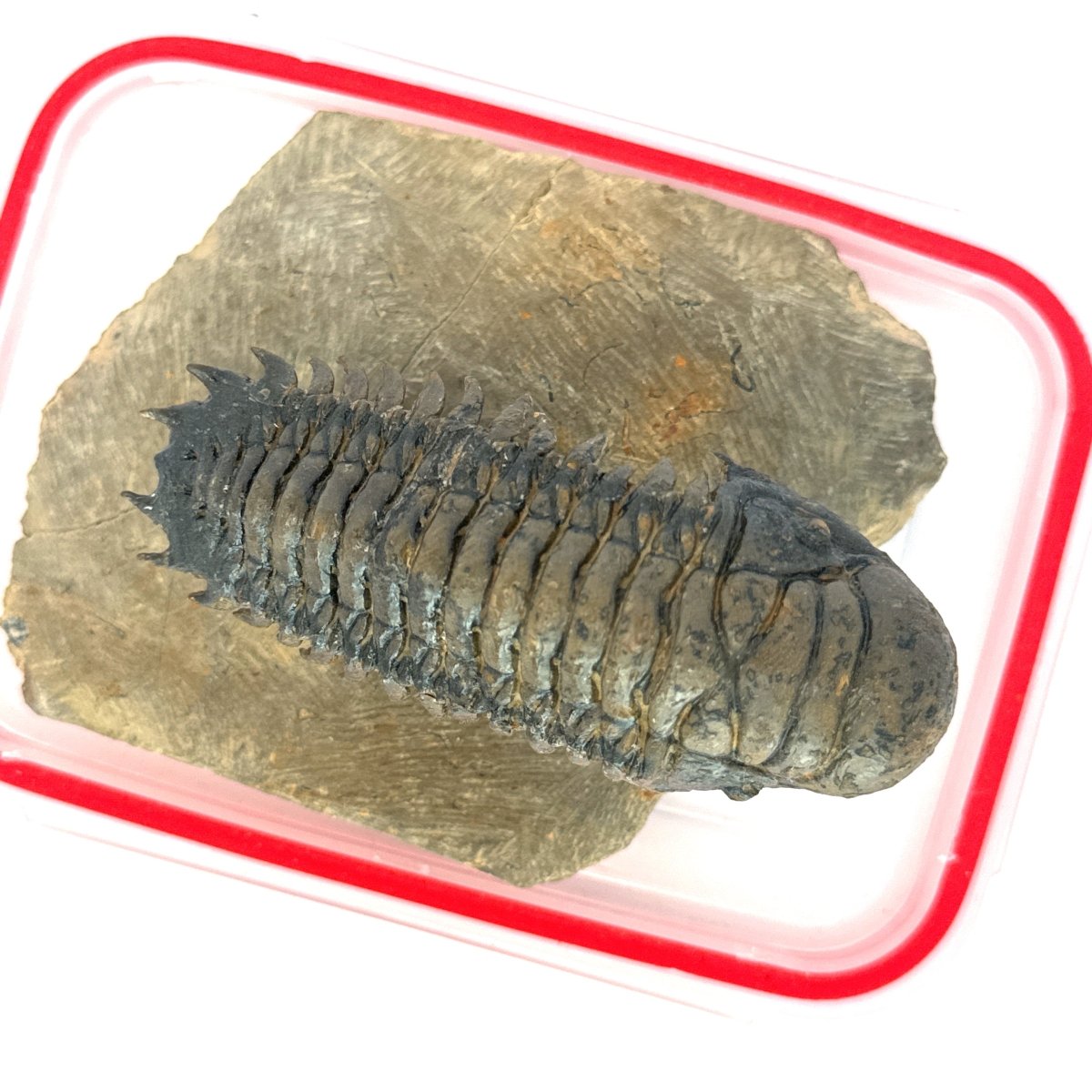 Crotalocephalus Gibbus Trilobite Fossil (3.49") - Devonian Period, Morocco - FossilsAndMore