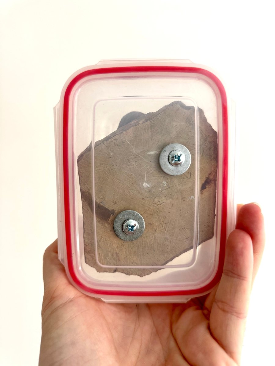 Crotalocephalus Gibbus Trilobite Fossil (3.49") - Devonian Period, Morocco - FossilsAndMore