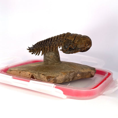 Crotalocephalus Gibbus Trilobite Fossil (3.49") - Devonian Period, Morocco - FossilsAndMore