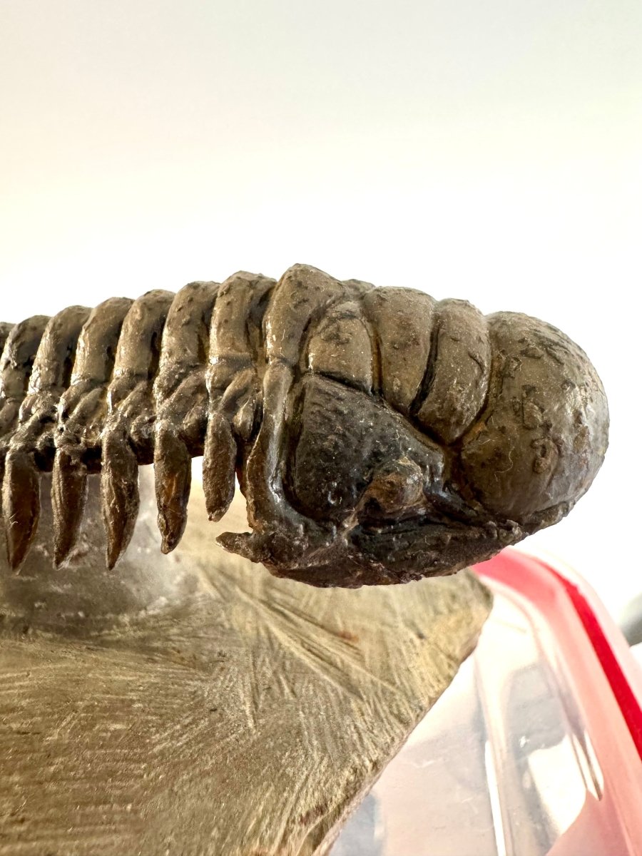 Crotalocephalus Gibbus Trilobite Fossil (3.49") - Devonian Period, Morocco - FossilsAndMore