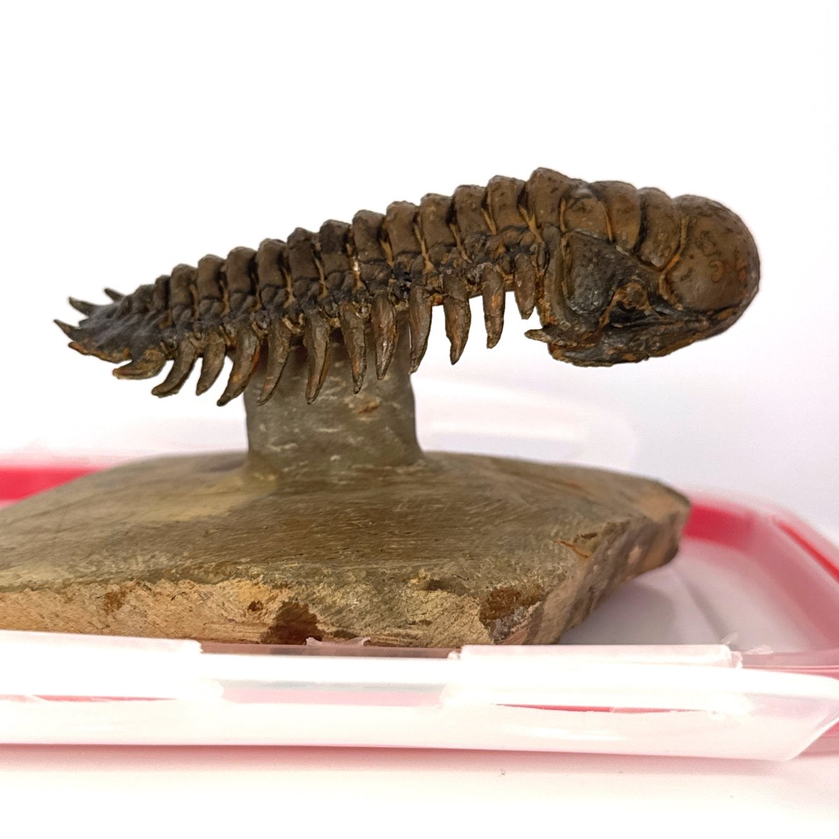 Crotalocephalus Gibbus Trilobite Fossil (3.49") - Devonian Period, Morocco - FossilsAndMore