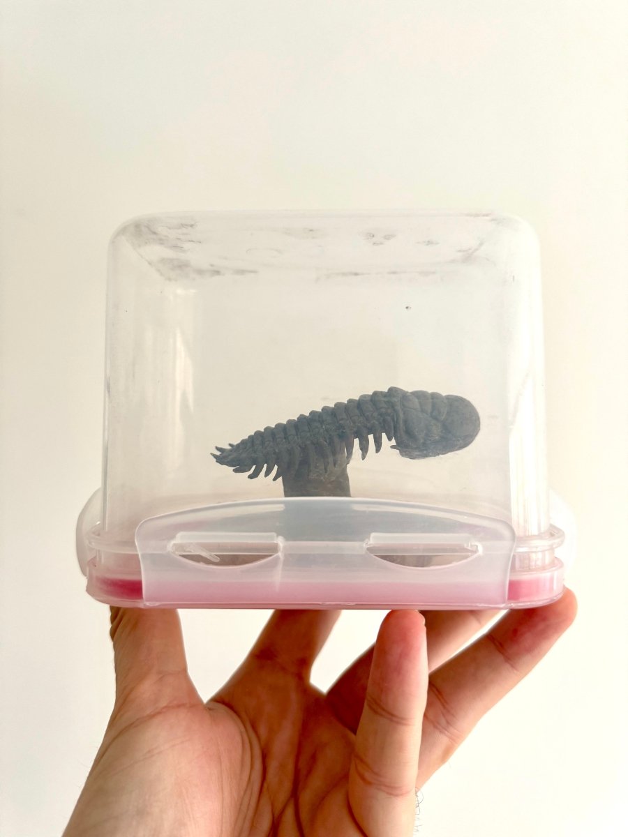 Crotalocephalus Gibbus Trilobite Fossil (3.49") - Devonian Period, Morocco - FossilsAndMore