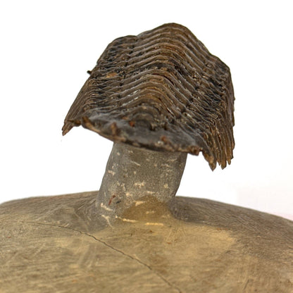 Crotalocephalus Gibbus Trilobite Fossil (3.49") - Devonian Period, Morocco - FossilsAndMore