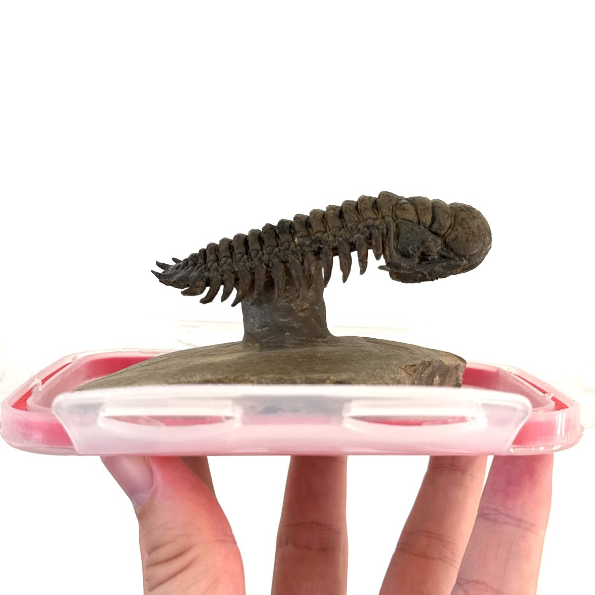 Crotalocephalus Gibbus Trilobite Fossil (3.49") - Devonian Period, Morocco - FossilsAndMore