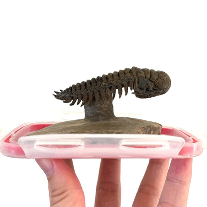 Crotalocephalus Gibbus Trilobite Fossil (3.49") - Devonian Period, Morocco - FossilsAndMore